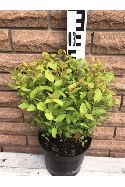 Спірея японська Голден Принцесс - 5л/вис.25-30см/Ø25-35см